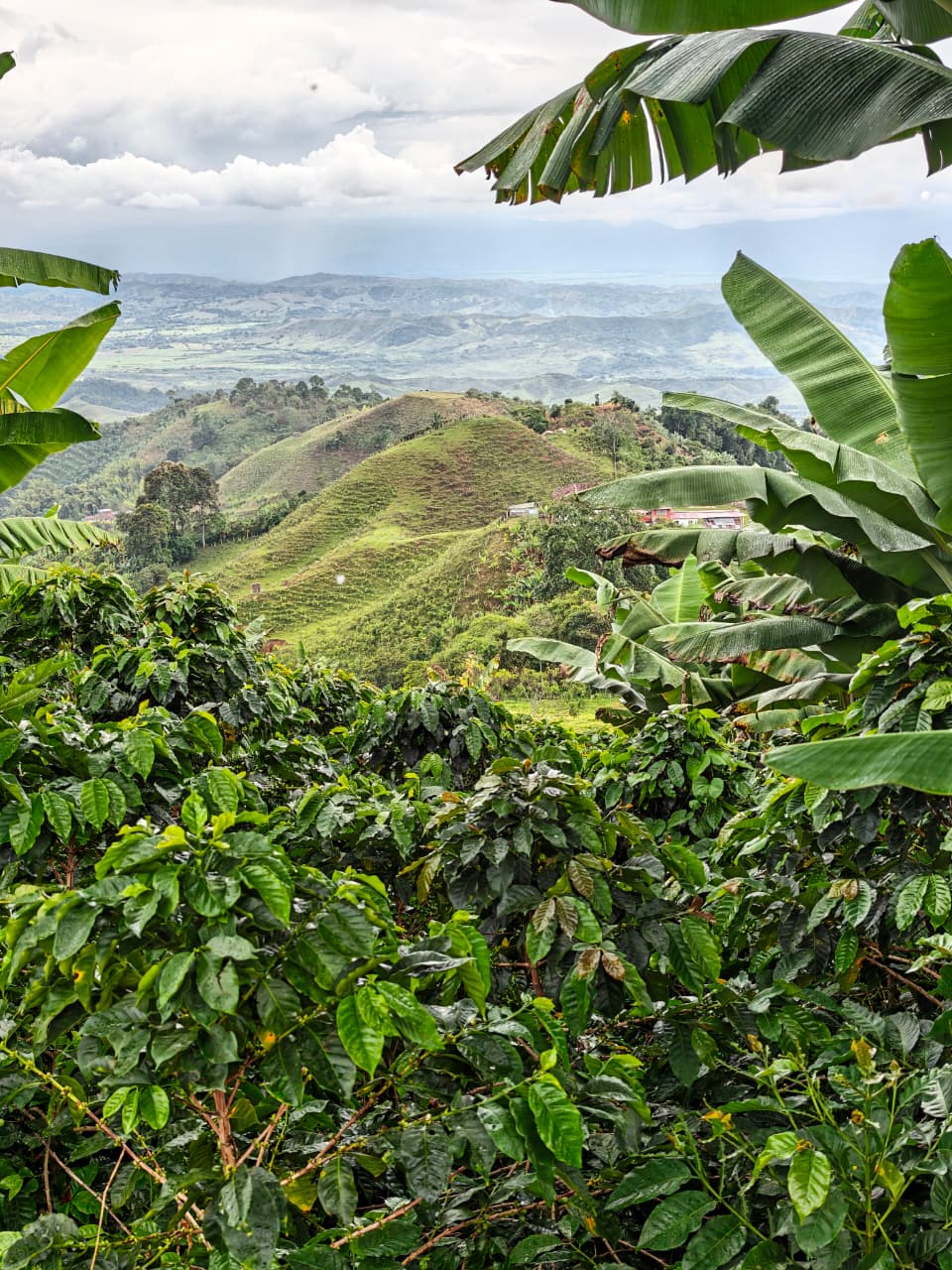 Valle del Cauca, tierra de café de altura